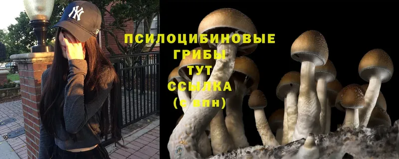 цены наркотик  Гвардейск  Галлюциногенные грибы Psilocybine cubensis 